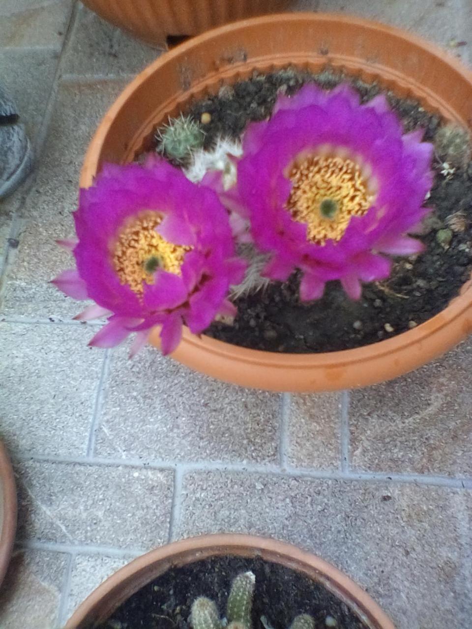 זלקרוס Lonci Apartman מראה חיצוני תמונה